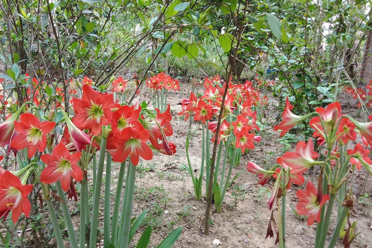 The Elegant Lily: Beauty, Symbolism, and Growing Guide