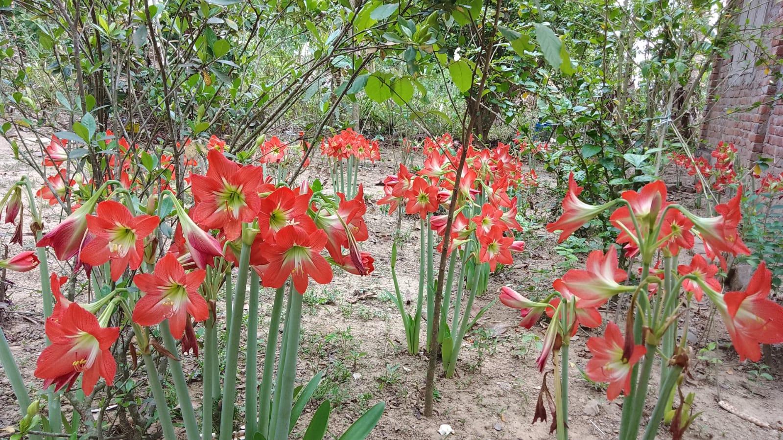The Elegant Lily: Beauty, Symbolism, and Growing Guide